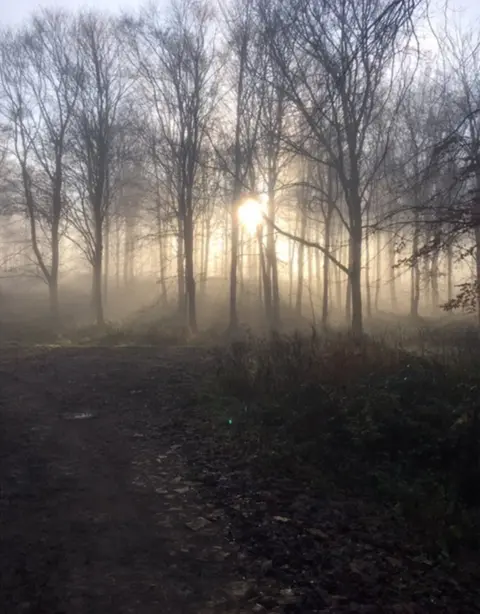 alison morgan harrison-lee Sun shines through the trees