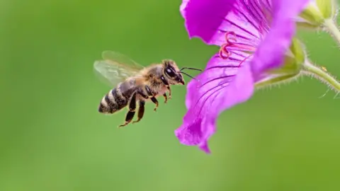 Getty Images A honey bee flies towards a purple geranium flower blossom
