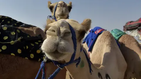 AFP File photo showing camels at the Crown Prince Camel Festival, in the southwestern Saudi city of Taif, on 11 August 2021