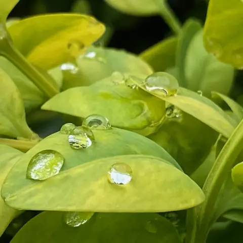 Phil Bramhald Rain droplets on leaves in Doncaster