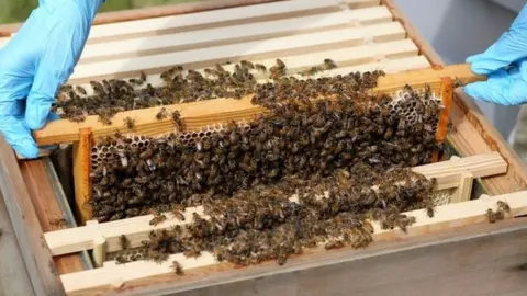 PA bees