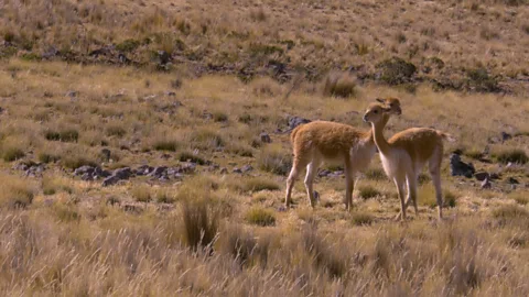 Ambient Vicunas 1920 P