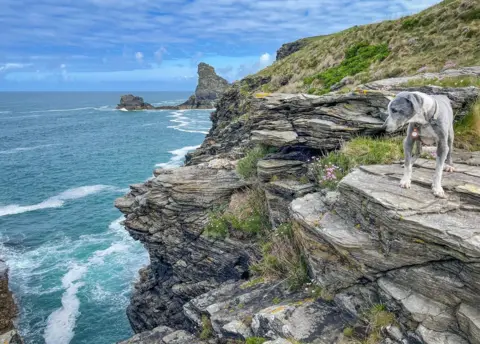 Alexander Knott A dog on the coastal walk between Tintagel and Boscastle in Cornwall