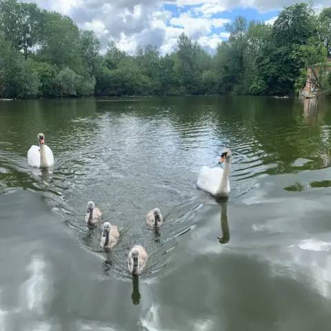 Charlie Thackeray Swans and cygnets on Matching Pond in Essex
