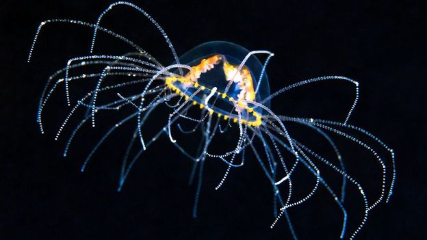 p011zlm5.jpg